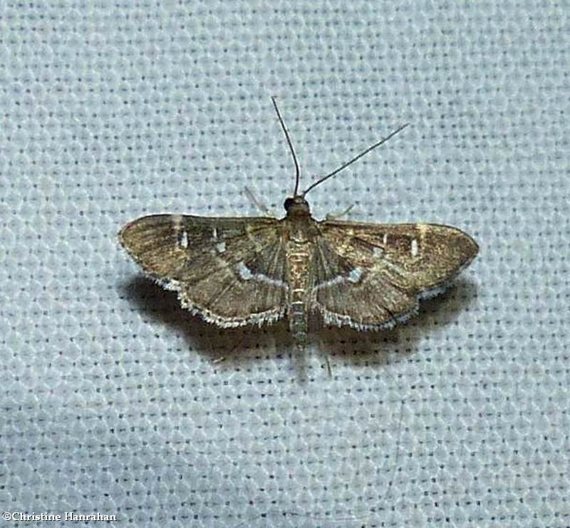 Crambid snout moth (Diathrausta sp.)