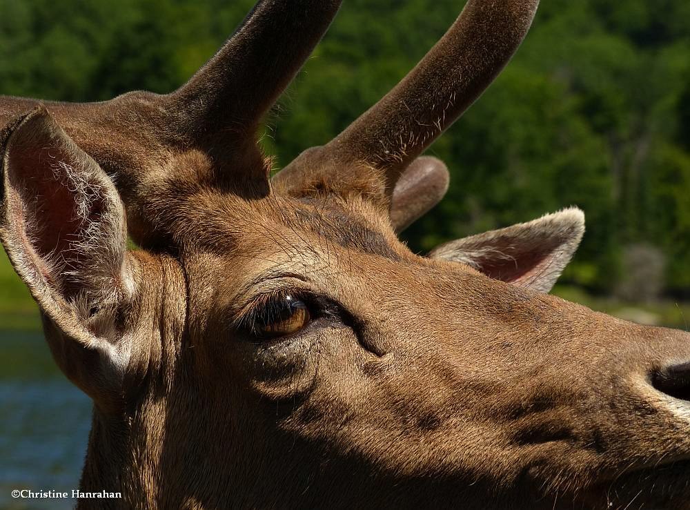 Elk