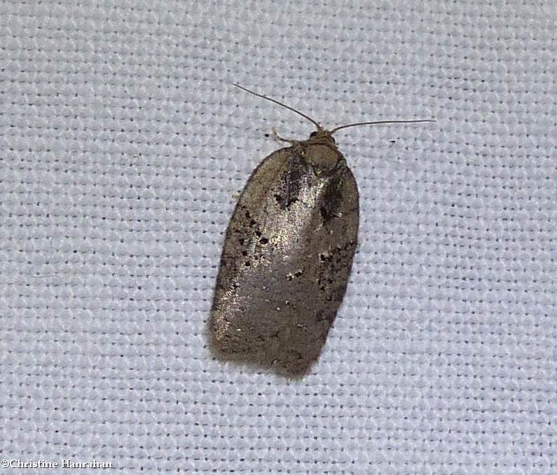 Tortricid moth (Acleris)