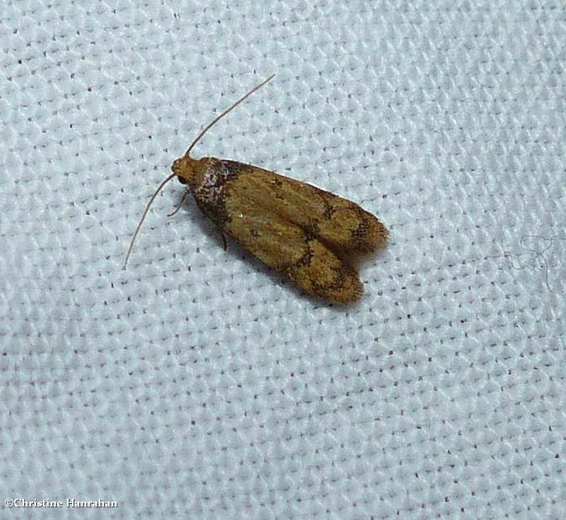 Twirler moth (Gerdana caritella), #1144