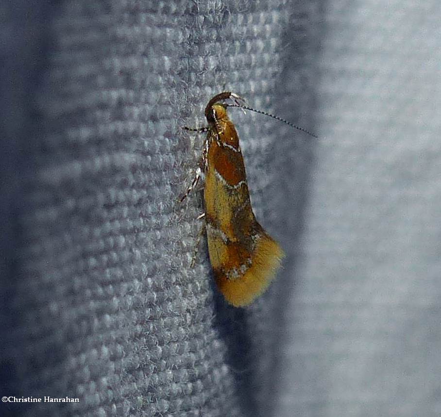 Orange-headed epicallima moth  (<em>Epicallima argenticinctella</em>), #1046