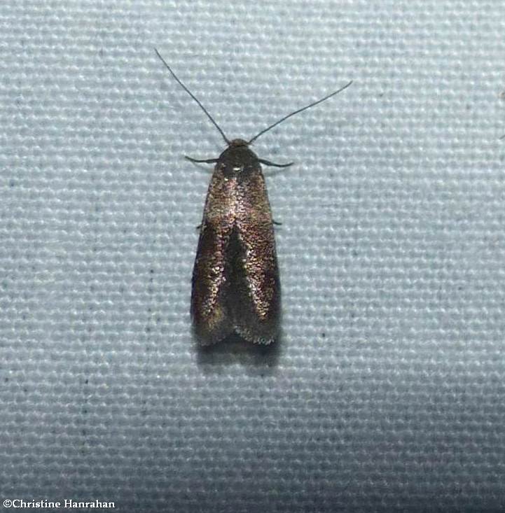 Moth (Pigritia sp.) ?