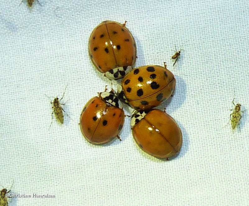Asian lady beetles (Harmonia axyridis)