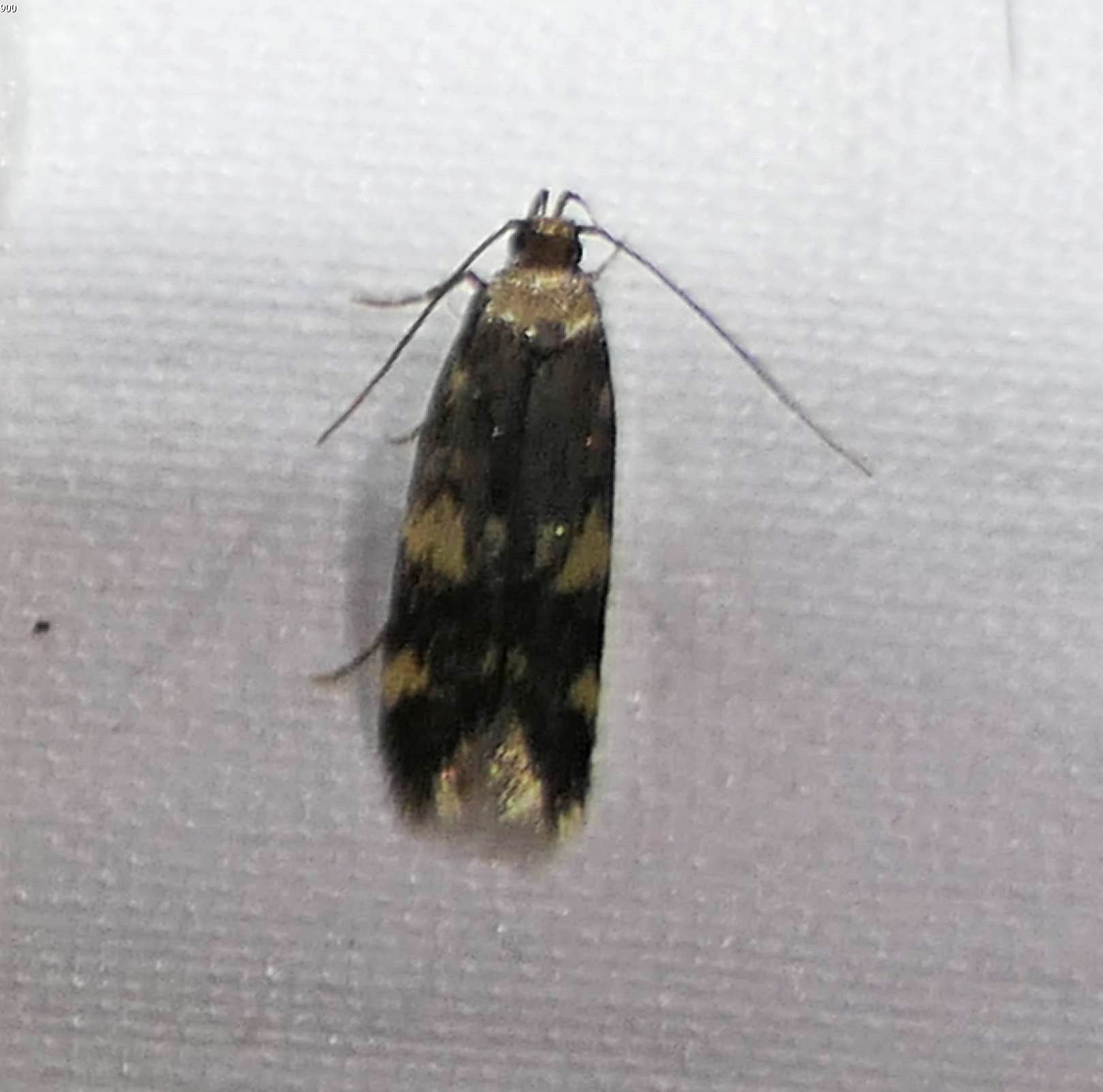 Four-spotted yellowneck moth (<em>Oegoconia novimundi</em>), #1134