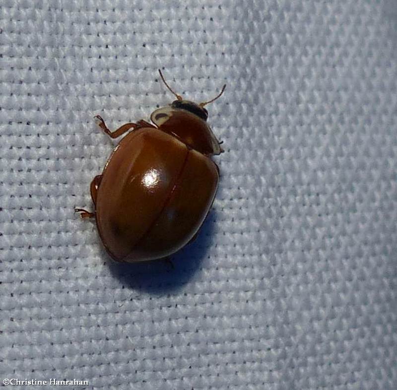 Streaked lady beetle (Myzia pullata)