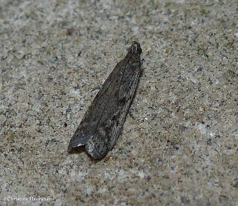 Pyralid moth?