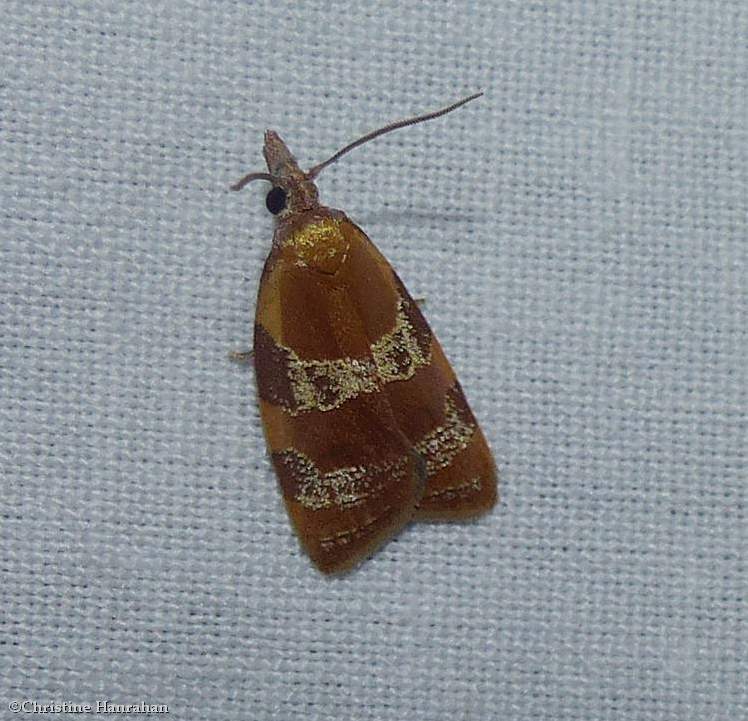 Spring  dead-leaf roller moth (Cenopis diluticostana), #3716