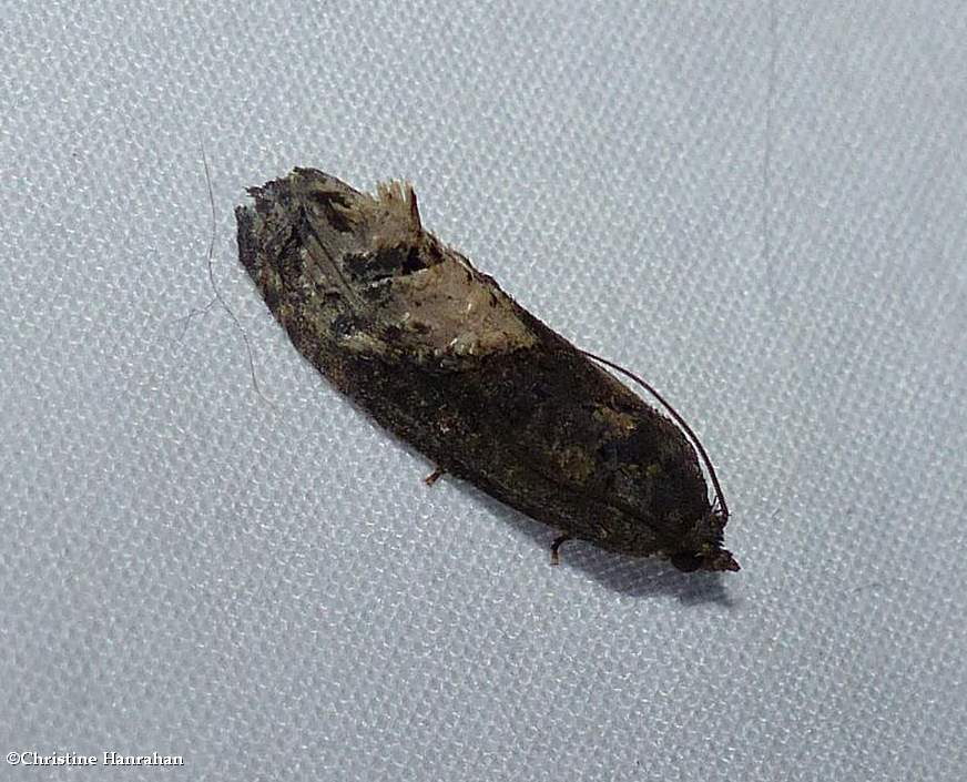 Locust twig borer moth (<em>Ecdytolopha insiticiana</em>), #3497