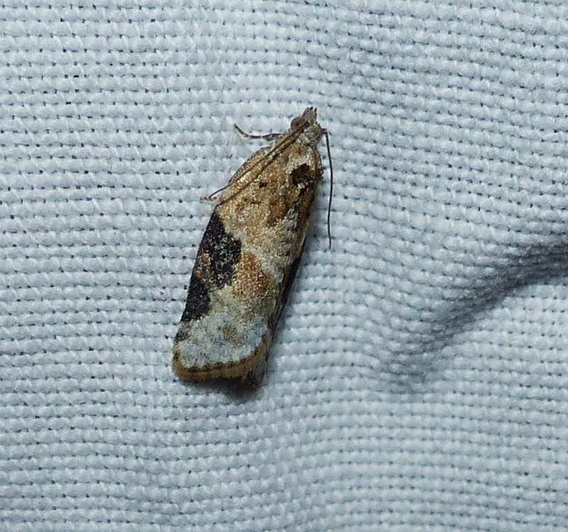 Gray-banded leafroller moth  (Argyrotaenia mariana).  #3625