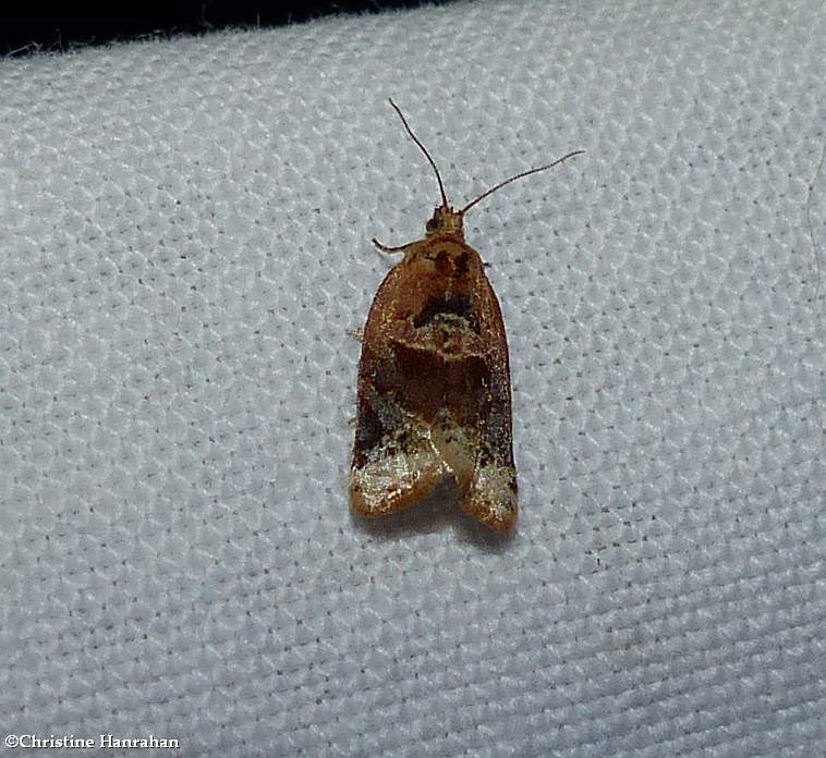Red-banded leafroller moth  (Argyrotaenia velutinana), #3597 