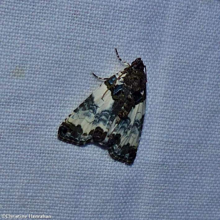 Tufted bird-dropping moth (Cerma cerintha), #9062