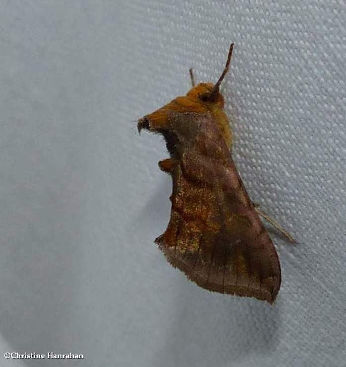 Unspotted looper moth (Allagrapha aerea),  #8898