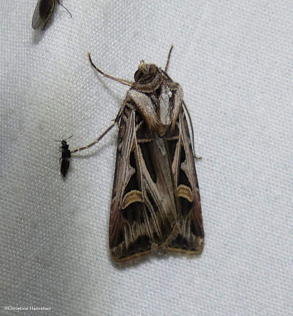 Dingy cutworm dart moth  (<em>Feltia jaculifera</em>), #10670