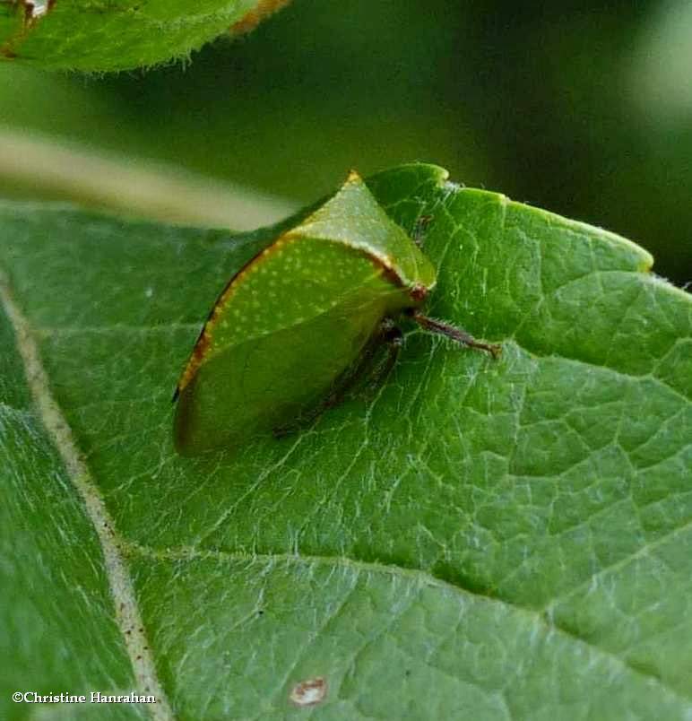 Buffalo treehopper (<em>Stictocephala bisonia</em>)
