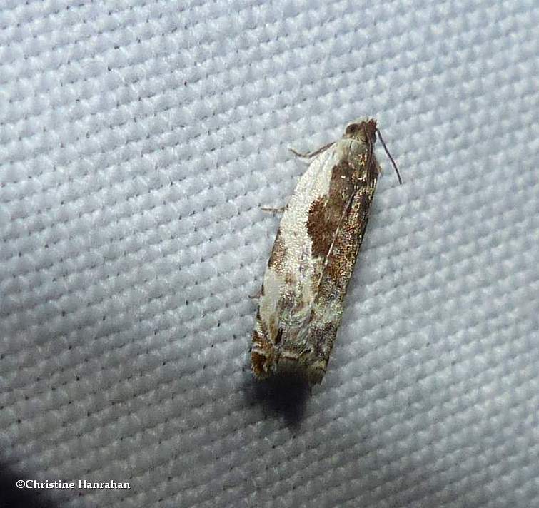 Little cloud ancylis moth  (Ancylis nubeculana), #3354