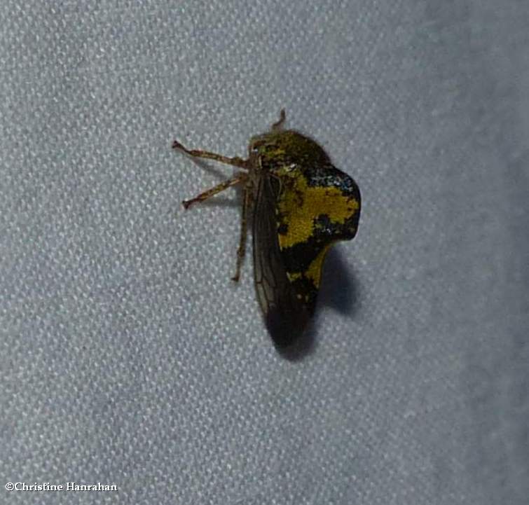 Treehopper (Telamona tristis)