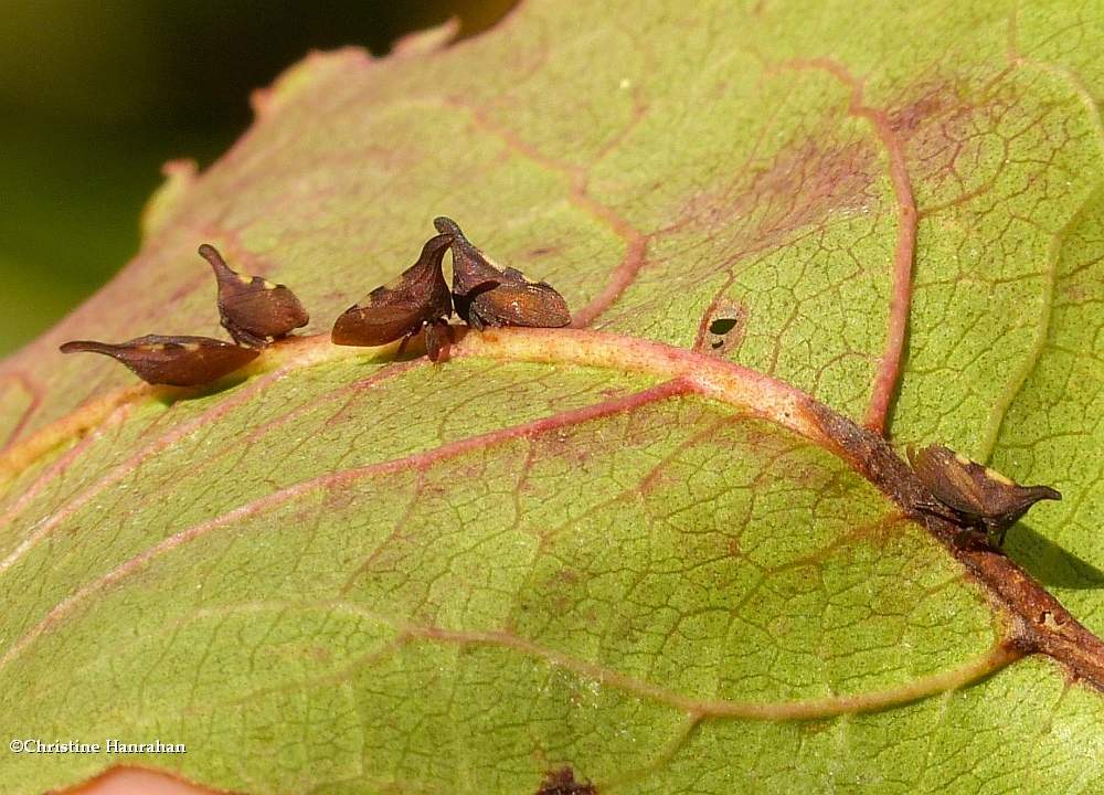 Treehoppers (<em>Enchenopa</em>)