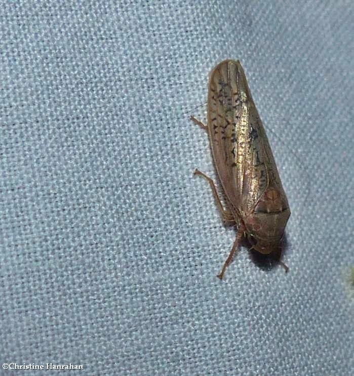 Leafhopper (Ponana rubida)