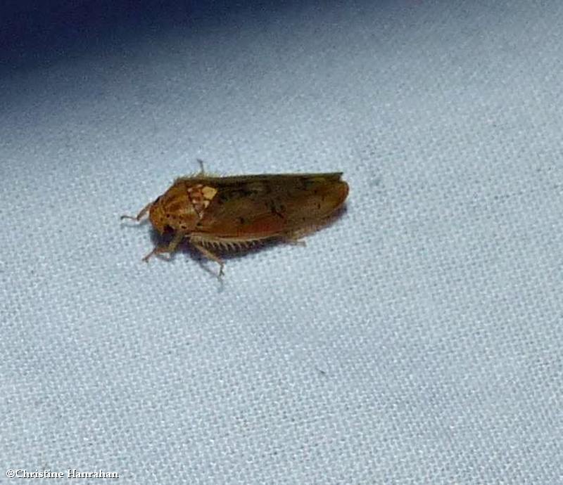 Leafhopper (Ponana quadralaba)