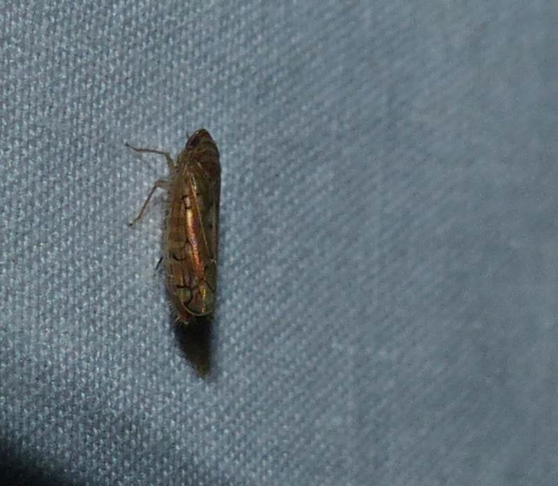 Leafhopper (Osbornellus sp.)