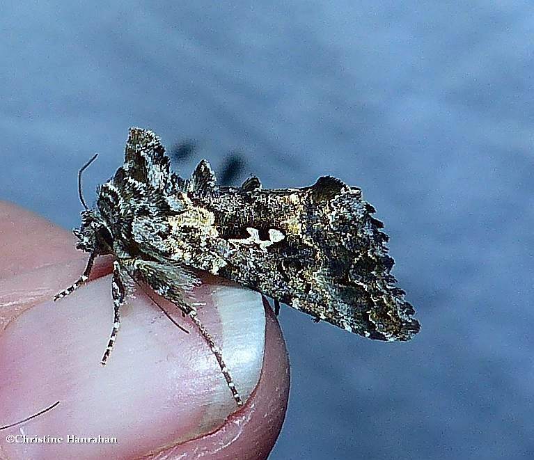 Hooked silver Y moth (Syngrapha alias), #8939