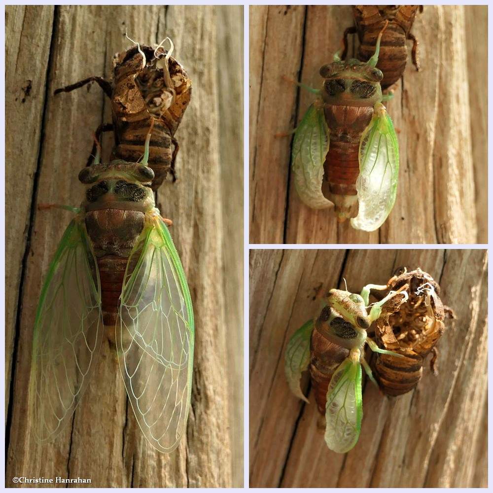 Cicada (<em>Neotibicen</em>)