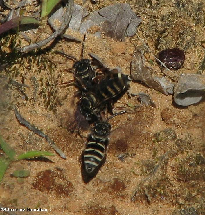 Cuckoo Bees (Family: Apidae; Subfamily: Nomadinae)