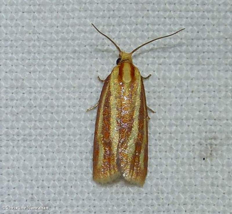 Three-streaked sparganothis moth (Sparganothis tristriata), #3699