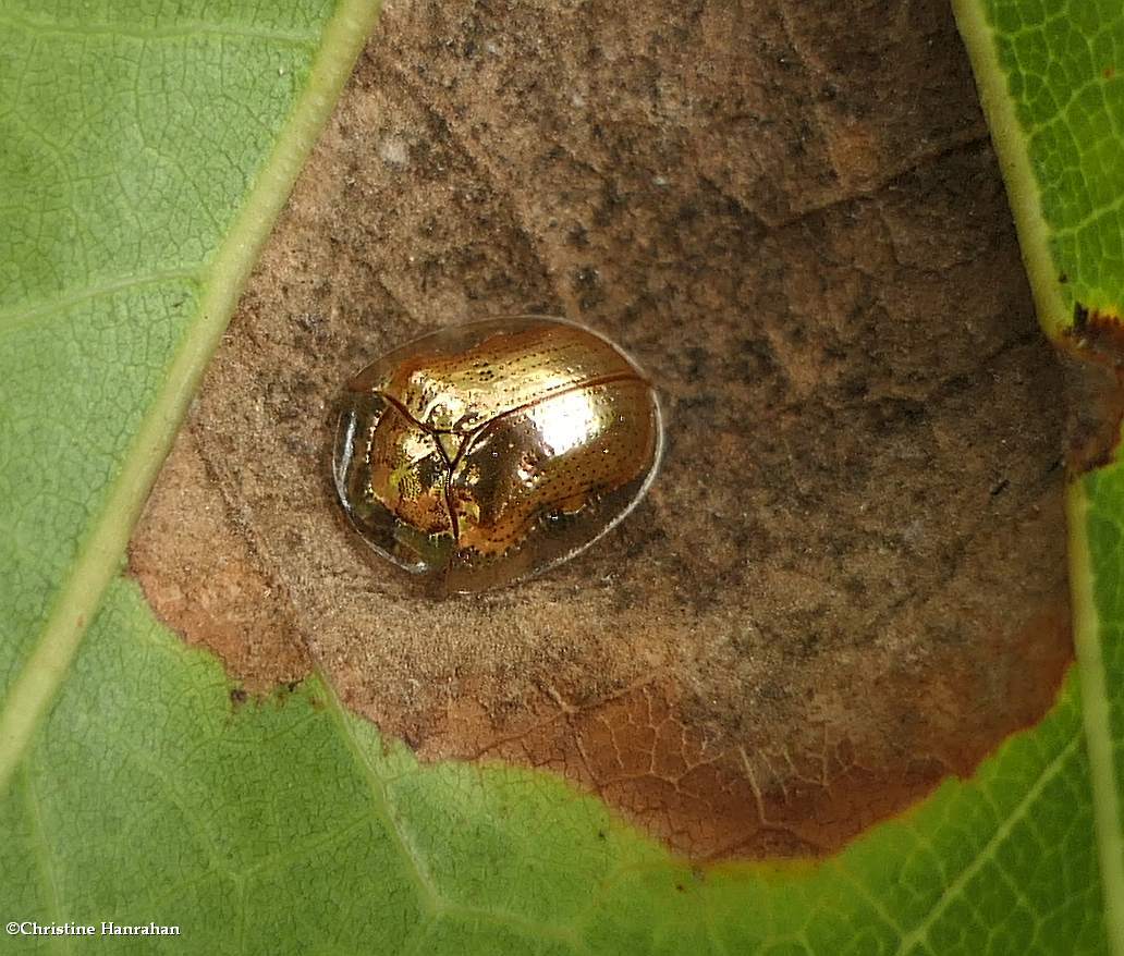 Golden tortoise beetle  (<em>Charidotella sexpunctata</em>)