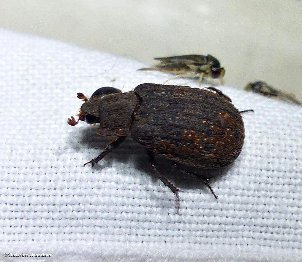 Hide beetle (<em>Trox</em> sp.)