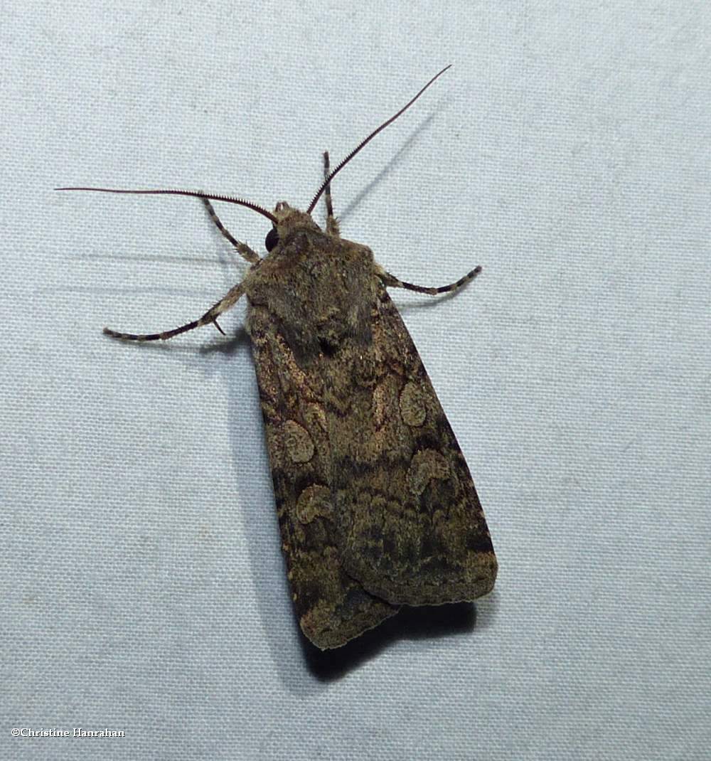Reaper dart moth  (<em>Euxoa messoria</em>), #10705