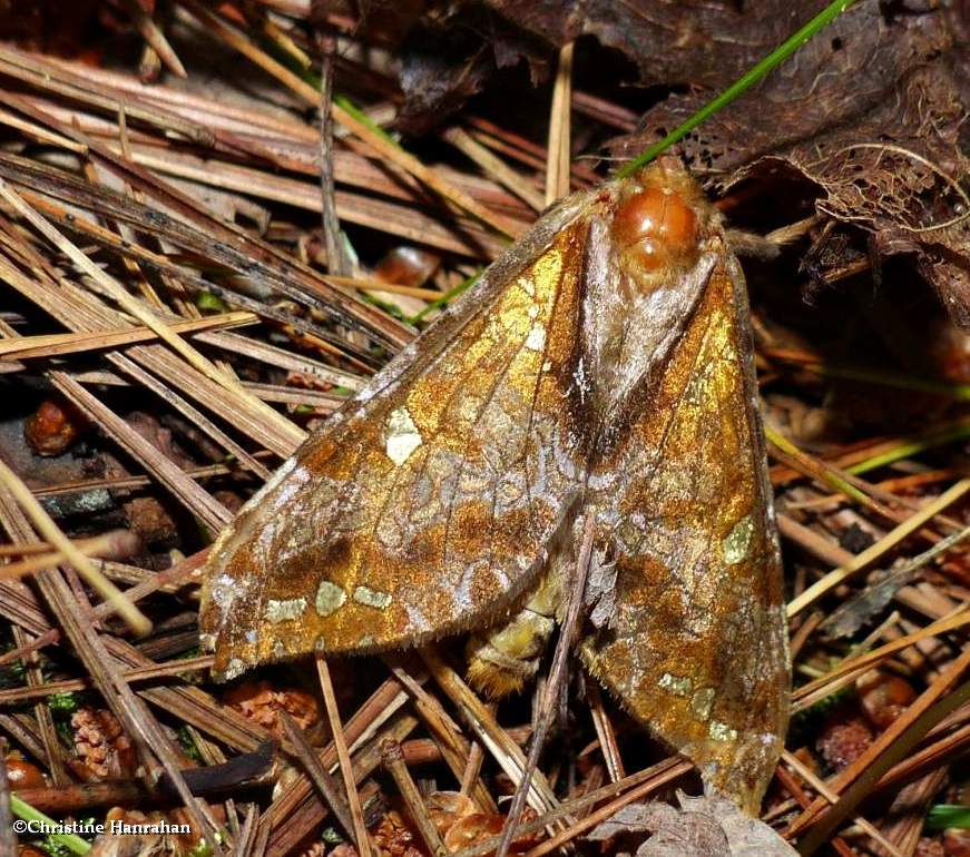 Gold-spotted ghost moth  (<em>Sthenopis pretiosus</em>), #0022