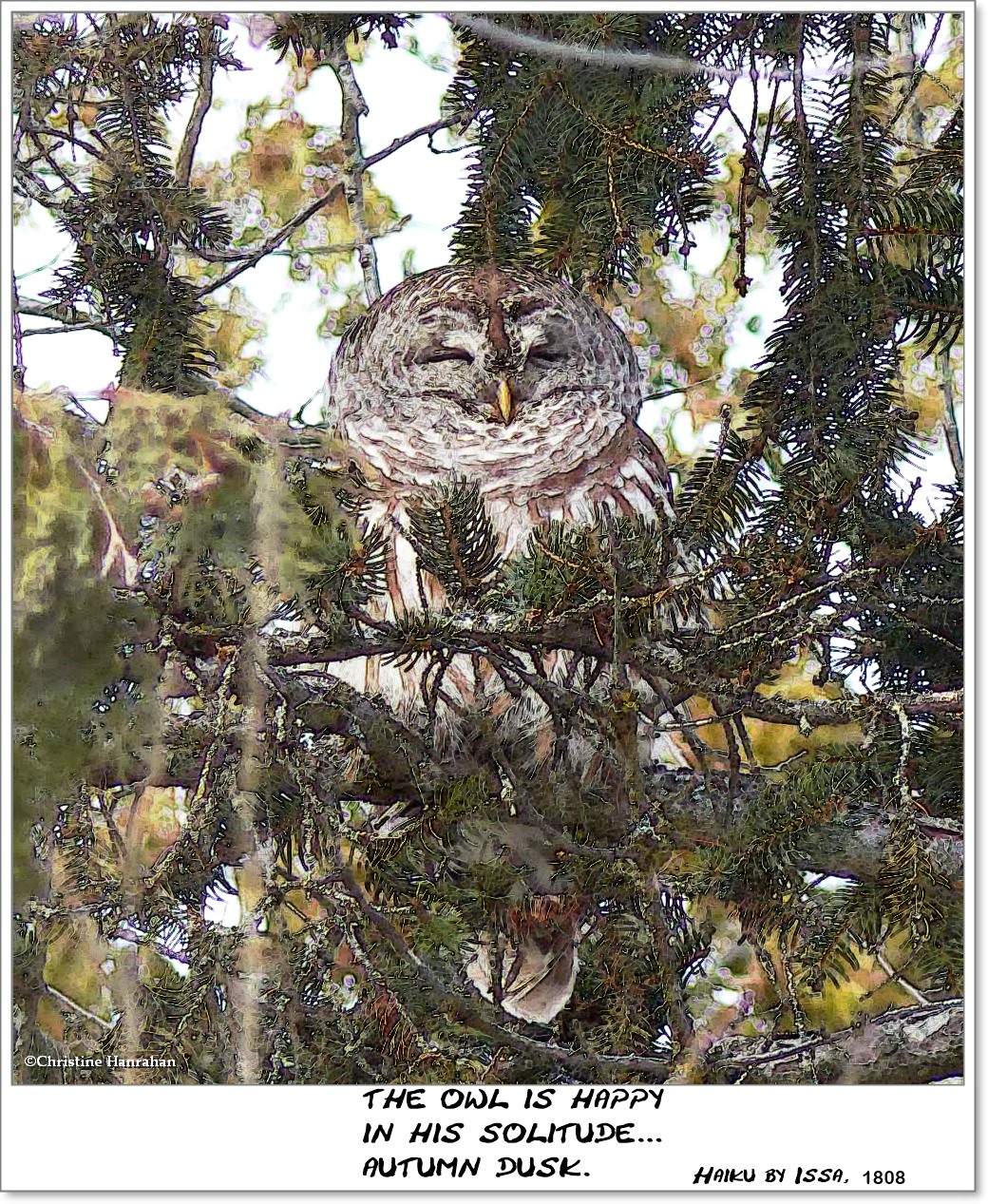 The owl is happy...