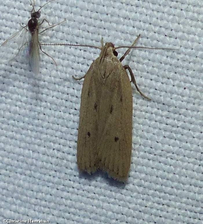 Twirler moth (Gelechiid)