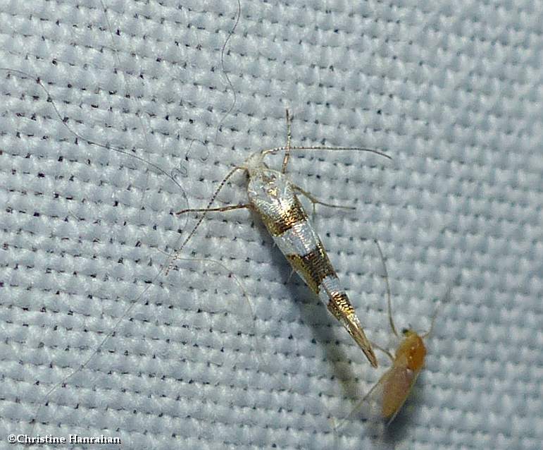 Argyresthia calliphanes moth  (Argyresthia calliphanes), #2444
