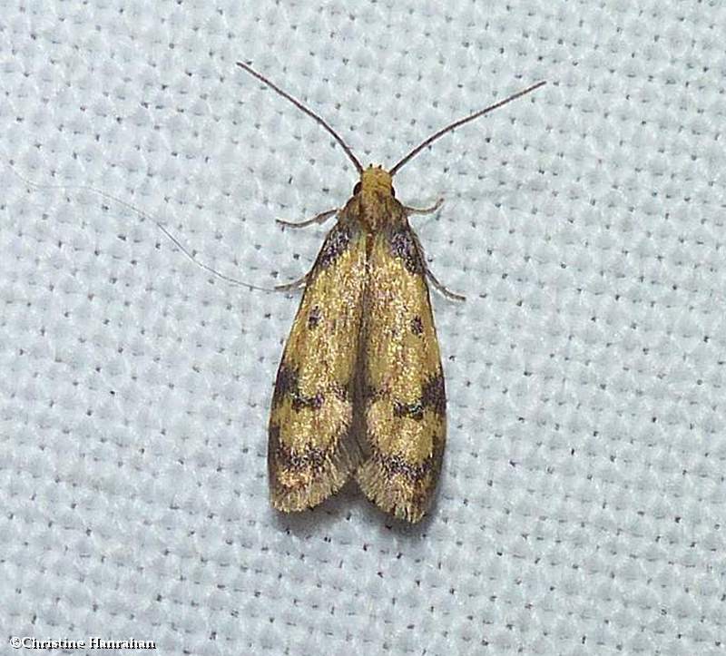Gerdana caritella moth (Gerdana caritella), #1144