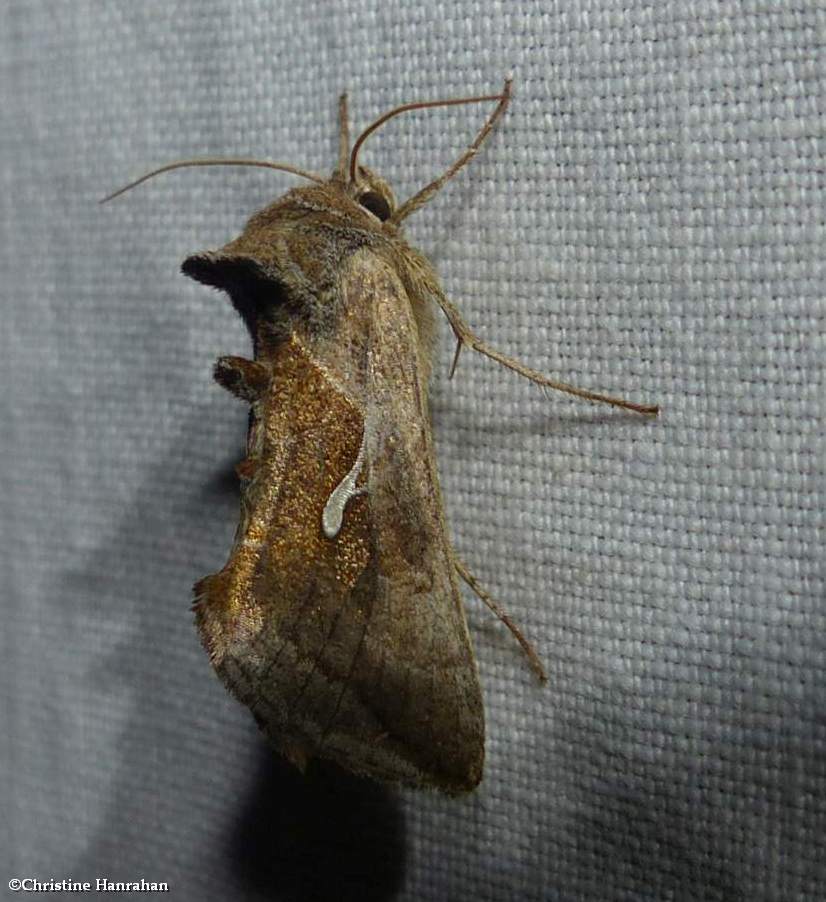Celery looper moth  (<em>Anagrapha falcifera</em>), #8924