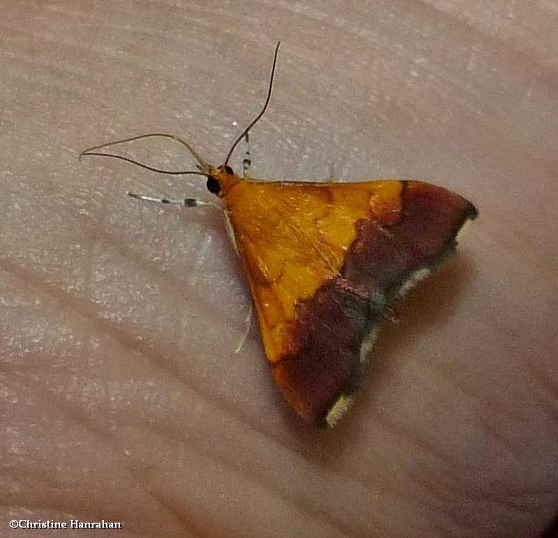 Bicolored pyrausta moth  (Pyrausta bicoloralis),   #5040