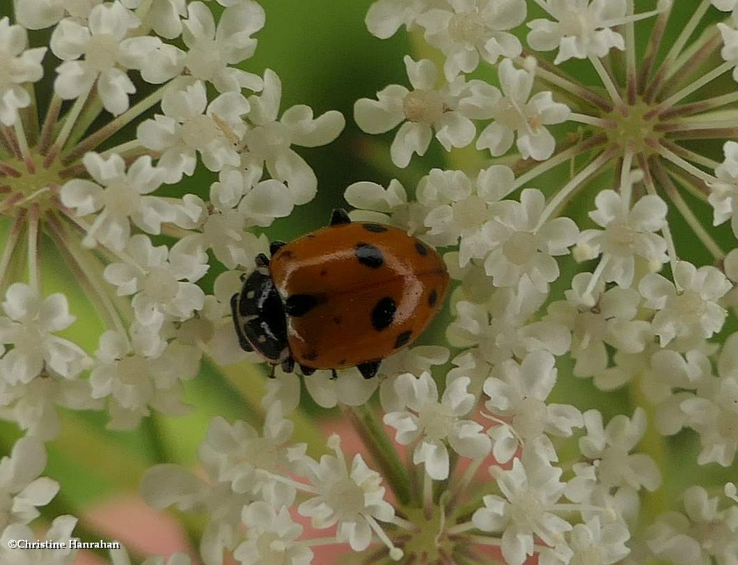 Variegated lady beetle (<em>Hippodamia variegata</em>)