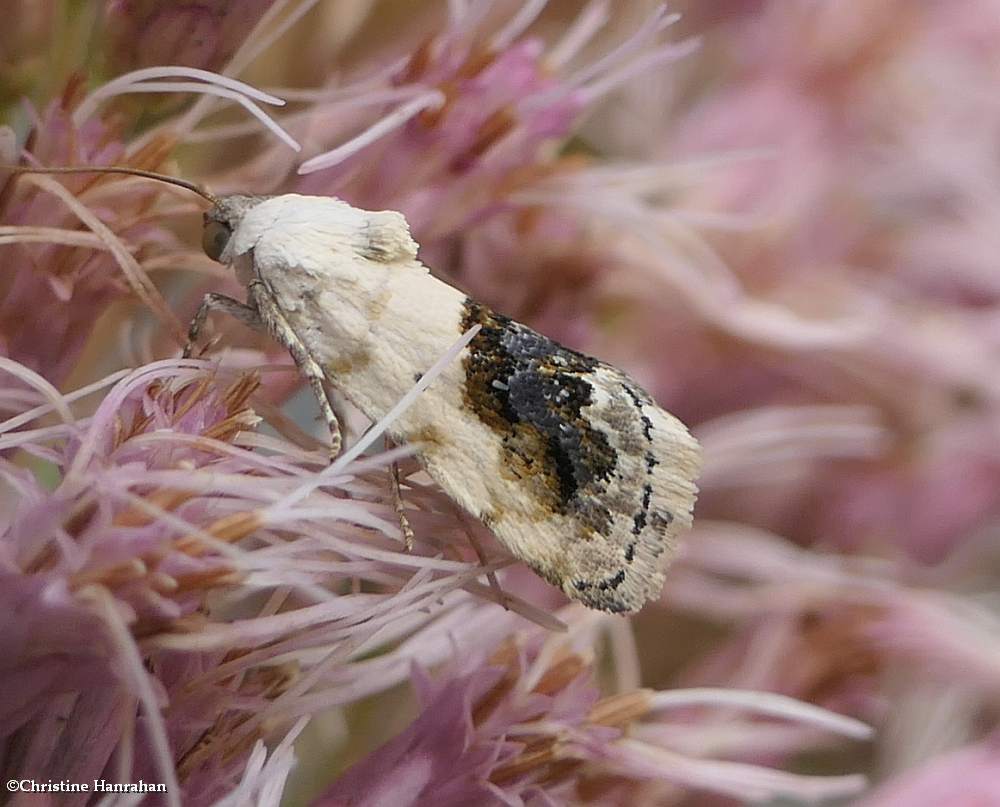 Small bird-dropping moth (<em>Ponometia erastrioides</em>), #9095