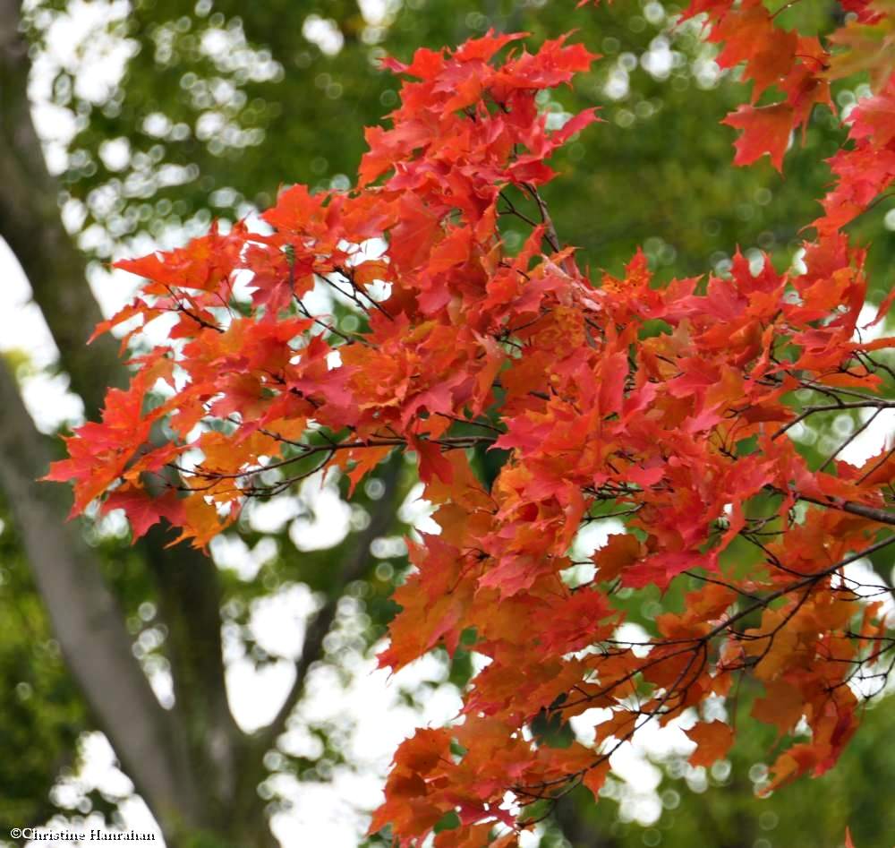 Maple colours