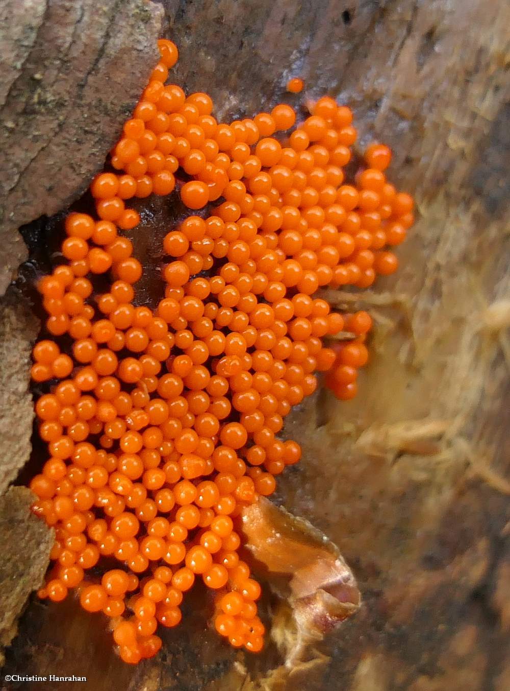 Slime mold (Trichia or Hemitrichia)