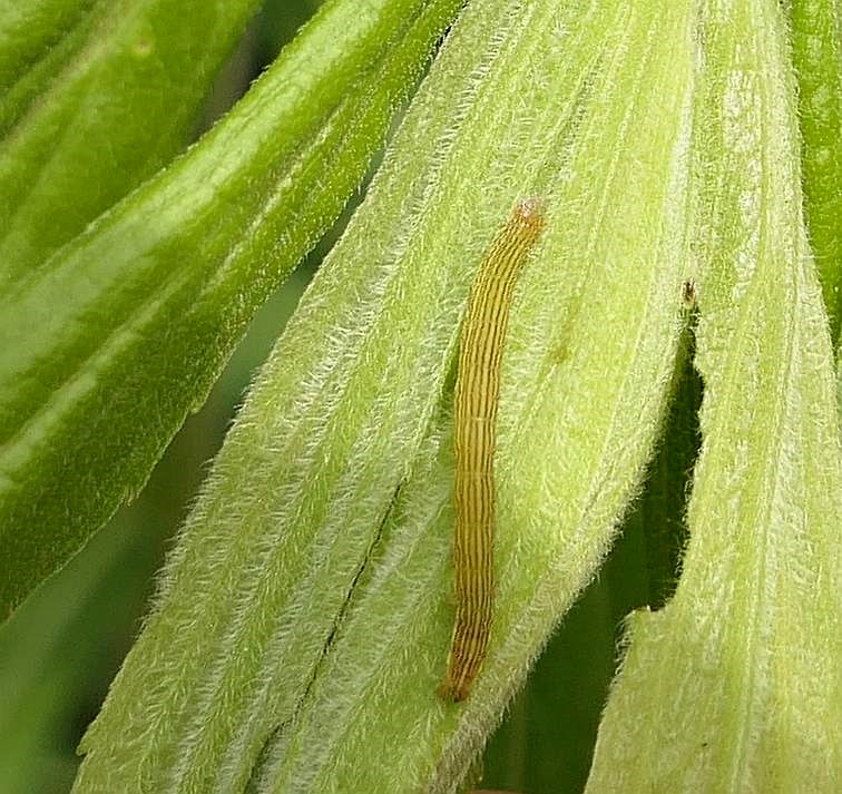 Moth caterpillar   [June 30]