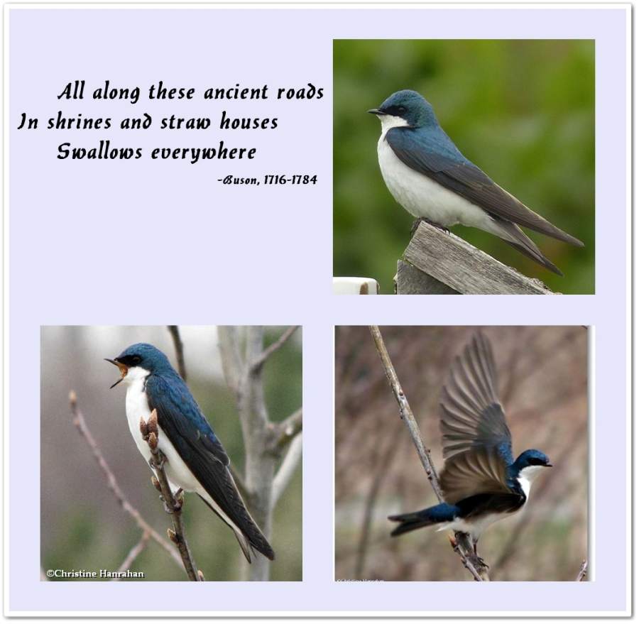 Swallows...