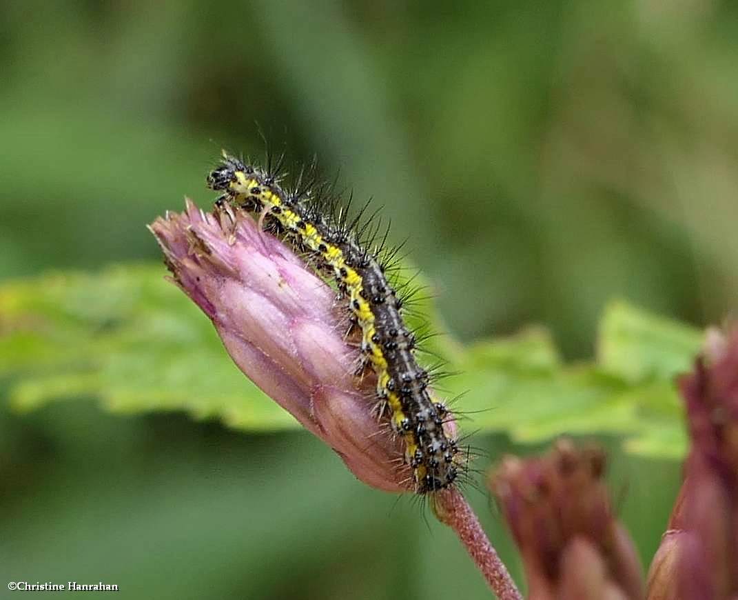 Haploa moth caterpillar (<em>Haploa</em>)  [August 27]