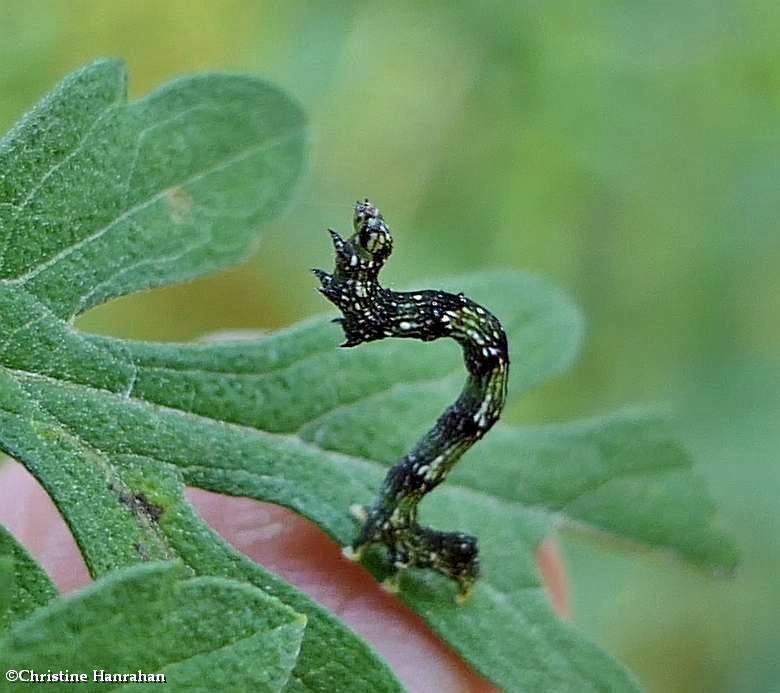 Small bird-dropping moth caterpillar  (Ponometia erastrioides), #9095  [August 31]