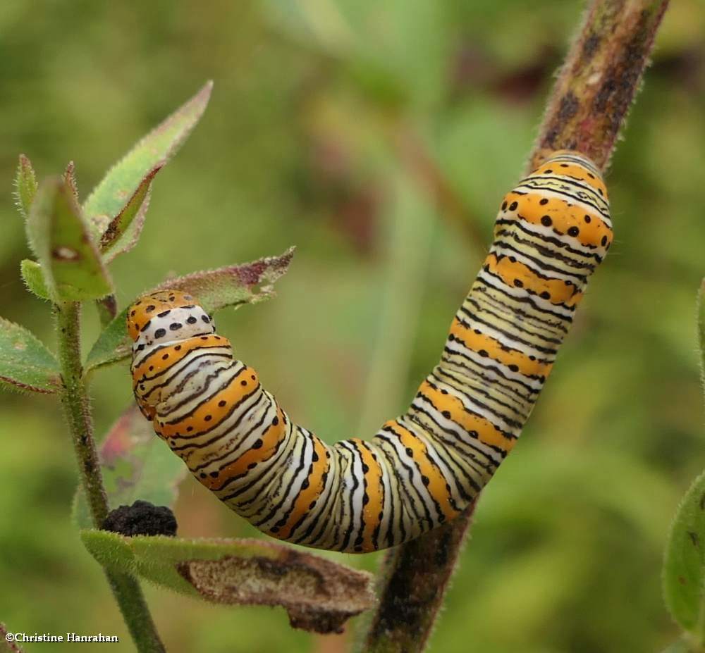 Pearly wood nymph moth caterpillar  (<em>Eudryas unio</em>), #9299  [September 12]