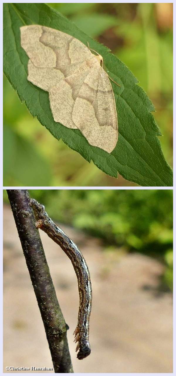Hemlock looper moth and larva (<em>Lambdina fiscellaria</em>), #6888