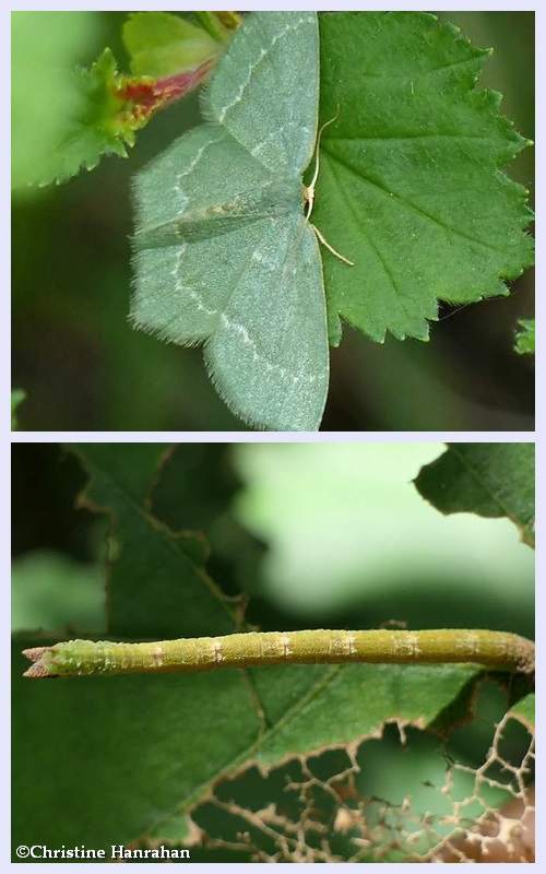 Pistachio emerald moth and larva  (Hethemia pistasciaria), #7084