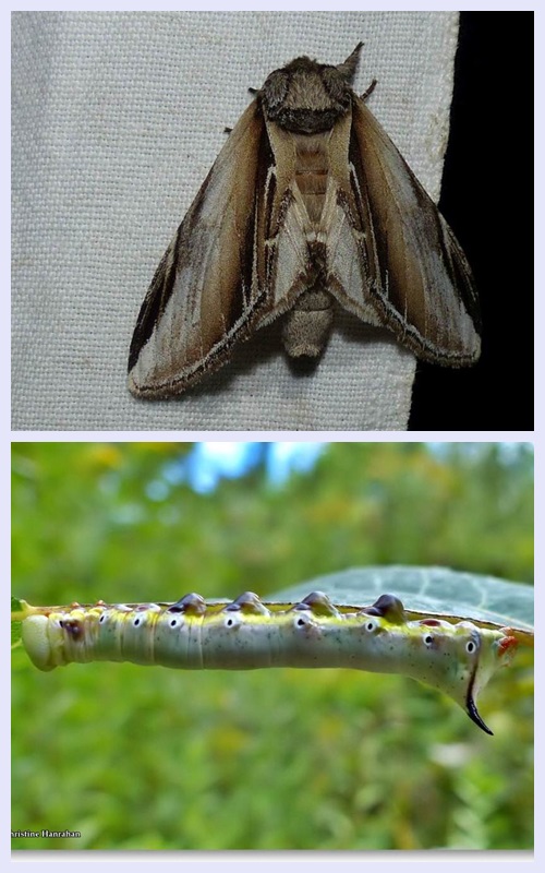 Black-rimmed prominent moth and larva (Pheosia rimosa), #7922 